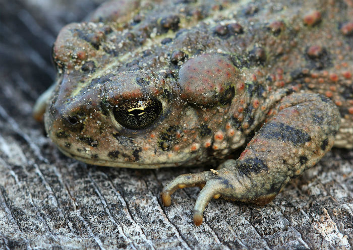 California Toad